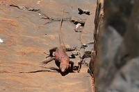 : Varanus pilbarensis; Pilbara Rock Monitor