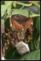 : Araneus angulatus