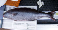 Centrolophus niger, Blackfish: fisheries, gamefish