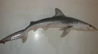 Carcharhinus isodon, Finetooth shark: fisheries