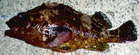 Sebastes pachycephalus pachycephalus, : fisheries
