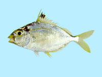 Leiognathus nuchalis, : gamefish