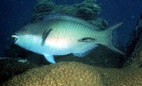 Scarus forsteni, Forsten's parrotfish: fisheries