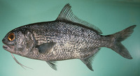 Polymixia berndti, Pacific beardfish: fisheries