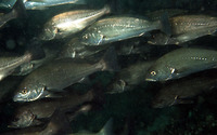 Argyrosomus heinii, Arabian sea meagre: fisheries