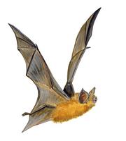Image of: Chilonatalus micropus (Cuban lesser funnel-eared bat)