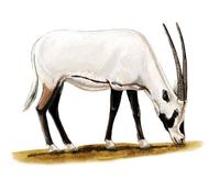 Image of: Oryx leucoryx (Arabian oryx)