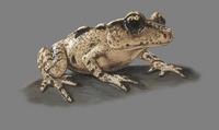 Image of: Leiopelma hamiltoni (brown New Zealand frog)