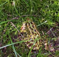 Image of: Rana pipiens (northern leopard frog)