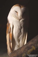 Tyto alba - Barn Owl
