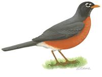 Image of: Turdus migratorius (American robin)