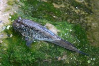 Periophthalmus barbarus - Atlantic Mudskipper