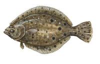 Image of: Paralichthys dentatus (summer flounder)