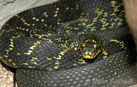 Elaphe carinata - Taiwan Stink Snake