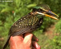 Spotted Kingfisher - Actenoides lindsayi