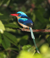 Common Paradise-Kingfisher - Tanysiptera galatea