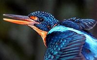 Indigo-banded Kingfisher - Alcedo cyanopecta