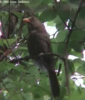 Great Parrotbill - Conostoma oemodium