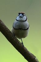 Double barred Finch