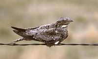 Common Nighthawk (Chordeiles minor) photo