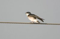 White-rumped Swallow - Tachycineta leucorrhoa
