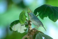 Bicoloured Conebill - Conirostrum bicolor