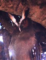 Crested Owl  