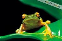 Orange-eyed Tree Frog (Litoria chloris) photo