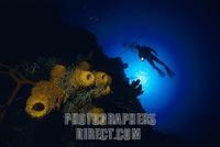 Caribbean underwater world with yellow sponges and diver , Cuba stock photo