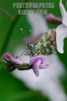 ...Orange Tip Butterfly ( Anthocharis cardamines ) hiding on wild sweet rocket flower ( 07 5129 ) s