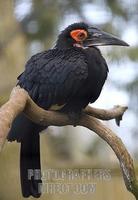 Aftrican Ground Hornbill , Marwell Zoo , Hampshire , England stock photo