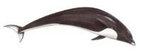 Northern right whale dolphin