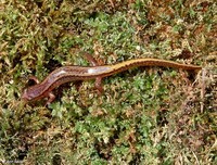 : Eurycea bislineata; Northern Two-lined Salamander