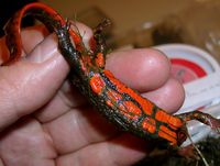 : Paramesotriton guangxiensis; Guangxi Warty Newt