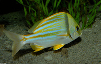 : Anisotremus virginicus; Porkfish