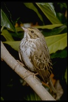 : Passerculus sandwichensis; Savannah Sparrow