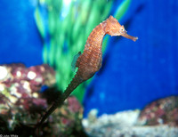 : Hippocampus erectus; Lined Seahorse