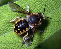 : Anthidium manicatum; Adult Male Megachilid Bee