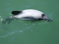 ...Hector's Dolphin Cephalorhynchus hectori photographed in Lytellton Harbour in February of 2003 u