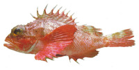 Scorpaena agassizii, Longfin scorpionfish: