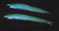Ptereleotris monoptera, : aquarium