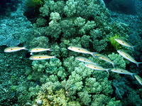 Mulloidichthys flavolineatus, Yellowstripe goatfish: fisheries, gamefish, bait