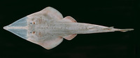 Glaucostegus granulatus, Sharpnose guitarfish: fisheries