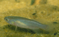 Nothobranchius kiyawensis, : aquarium