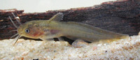 Tandanus tandanus, Dewfish: fisheries, gamefish, aquarium