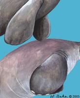 Image of: Trichechidae (manatees), Dugongidae (dugong and sea cow)