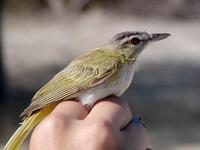 Image of: Vireo olivaceus (red-eyed vireo)