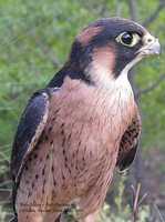 Taita Falcon - Falco fasciinucha