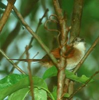 Plain-crowned Spinetail - Synallaxis gujanensis