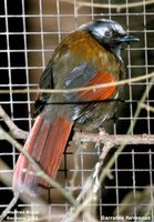 Red-winged Laughingthrush - Garrulax formosus